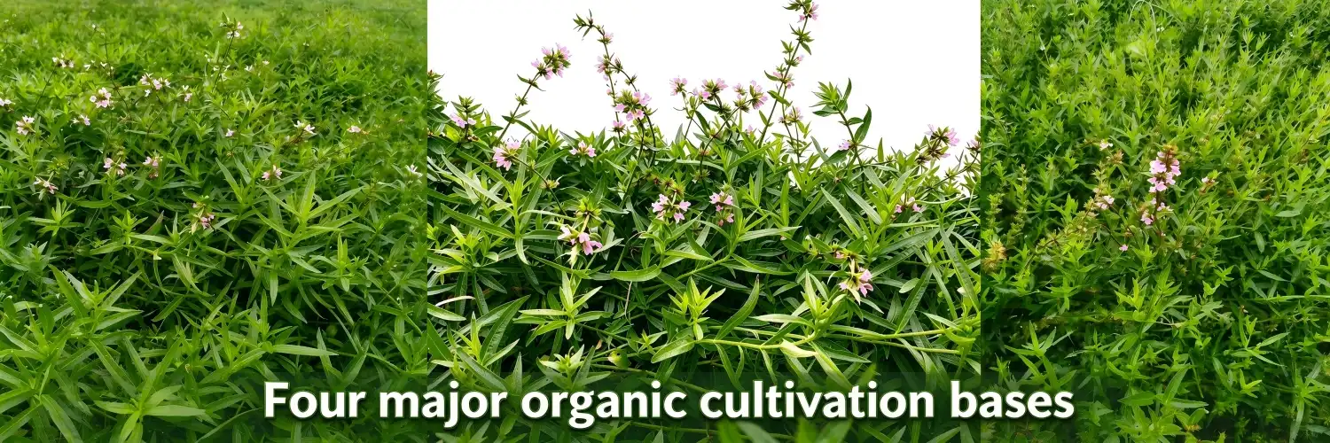 Four major organic cultivation bases Four major organic cultivation bases